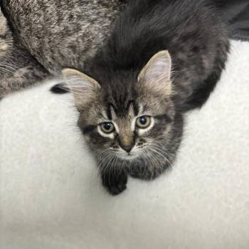 Brittany -  Domestic Long Hair Cat for Adoption in Council Bluffs, Iowa - Brittany | PetCurious