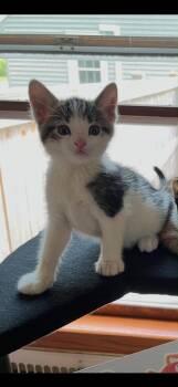 Atwood -  Domestic Short Hair Cat Available for Adoption in Port Washington, Wisconsin - Atwood | PetCurious