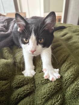 Domestic Short Hair Cats Available for Adoption in Millcreek, Utah - Stinky Squid | PetCurious