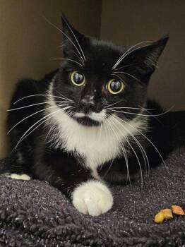 JOSEY -  Domestic Short Hair Cat for Adoption in Clyde, North Carolina - JOSEY | PetCurious