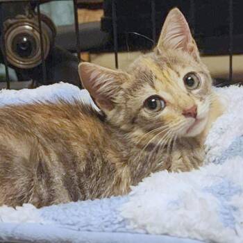 Horchata -  Domestic Short Hair Cat for Adoption in Providence, Rhode Island - Horchata | PetCurious