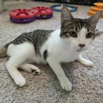 Hunter C12118 -  Domestic Short Hair Cat for Adoption - Hunter C12118 | PetCurious