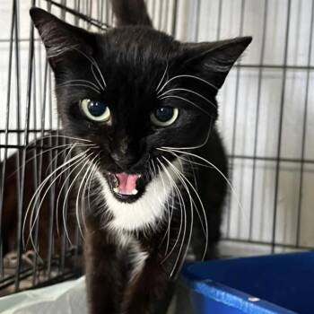 Rescue Tuxedo Cats for Adoption in Columbia, South Carolina - Elaine | PetCurious