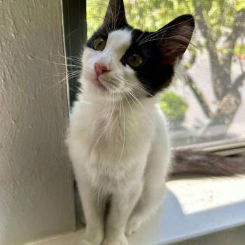Coral -  Domestic Medium Hair Cat for Adoption in Clayton, California - Coral | PetCurious