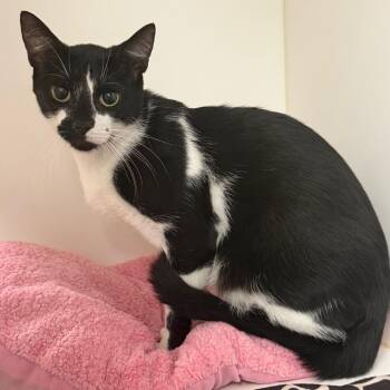 Domestic Short Hair Cats Available for Adoption in West Palm Beach, Florida - Booboo | PetCurious