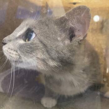 71420 -  Domestic Short Hair Cat for Adoption in Harrisonburg, Virginia - 71420 | PetCurious