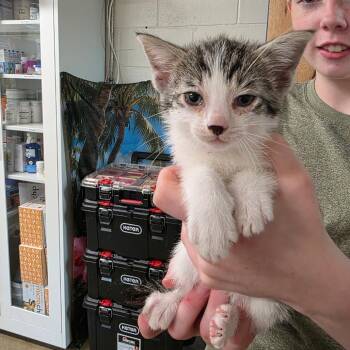 Domestic Short Hair Cats Available for Adoption in Eureka Springs, Arkansas - Owl | PetCurious