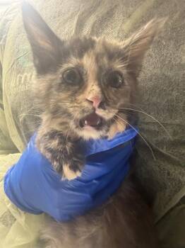 SUMMER RAIN -  Domestic Medium Hair Cat for Adoption in Las Vegas, Nevada - SUMMER RAIN | PetCurious