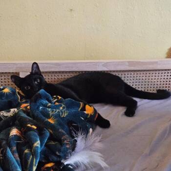 Zoe -  Domestic Short Hair Cat for Adoption in Long Beach, California - Zoe | PetCurious