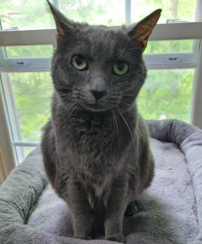 Domestic Short Hair Cats Available for Adoption in Washington Grove, Maryland - Haley | PetCurious