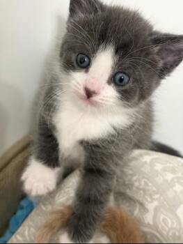 Domestic Short Hair and Tabby Cats Available for Adoption in Rochester Hills, Michigan - Lucy | PetCurious