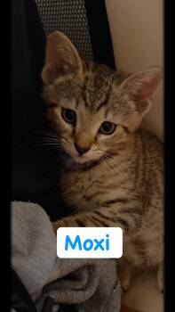 Moxi -  Domestic Short Hair Cat Available for Adoption in Syosset, New York - Moxi | PetCurious