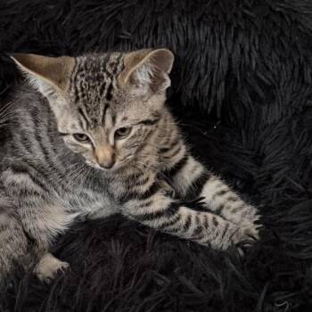 Hawkeye -  Domestic Short Hair Cat for Adoption in Pleasanton, California - Hawkeye | PetCurious