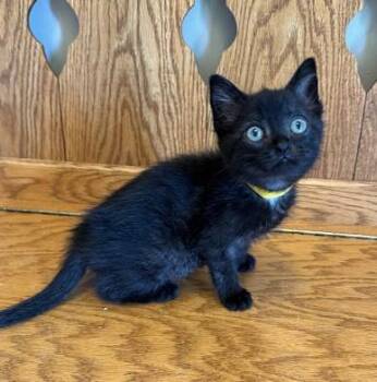 Rescue Domestic Short Hair Cats for Adoption in Andover, Minnesota - Honey | PetCurious