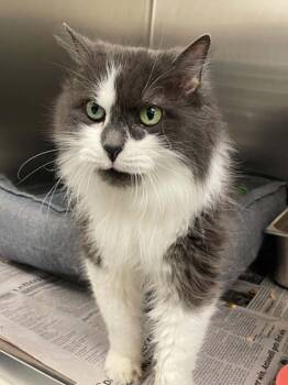 Shadow -  Domestic Long Hair Cat for Adoption in Covington, Virginia - Shadow | PetCurious