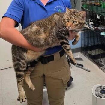 Butch -  Domestic Short Hair Cat for Adoption in TIMBERCRK CYN, Texas - Butch | PetCurious