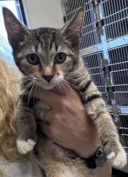 Rescue Domestic Short Hair Cats for Adoption in Salisbury, North Carolina - ALMEDHA | PetCurious