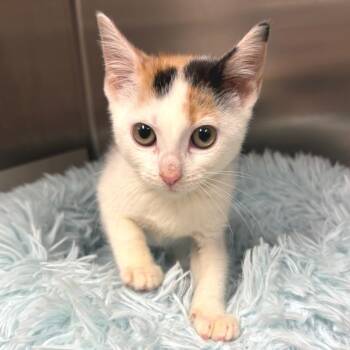 Sheri -  Domestic Short Hair Cat for Adoption in East Hampton, New York - Sheri | PetCurious