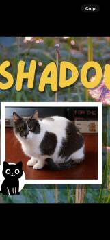 American Shorthair Cats Available for Adoption - Shadow  | PetCurious