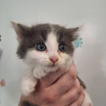 Leonard -  Domestic Short Hair Cat for Adoption in Albert Lea, Minnesota - Leonard | PetCurious