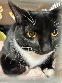 Domestic Short Hair Cats Available for Adoption in St. Cloud, Florida - PRUNE | PetCurious