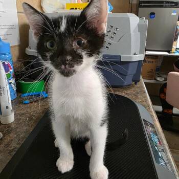 Chippy Dippy Dopey Dub (Tippy) -  Domestic Short Hair Cat for Adoption in Eureka Springs, Arkansas - Chippy Dippy Dopey Dub (Tippy) | PetCurious