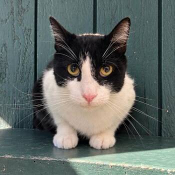 Moobert -  Domestic Short Hair Cat for Adoption in Lathrop, California - Moobert | PetCurious