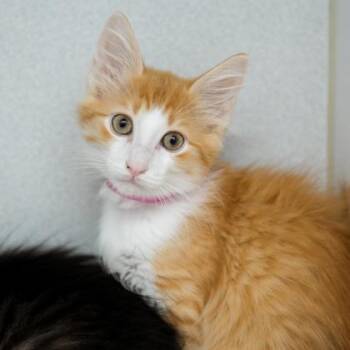 Foxy -  Domestic Short Hair Cat for Adoption in Atlanta, Georgia - Foxy | PetCurious