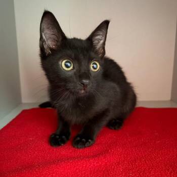 Ozzy -  Domestic Short Hair Cat for Adoption in Sarasota, Florida - Ozzy | PetCurious