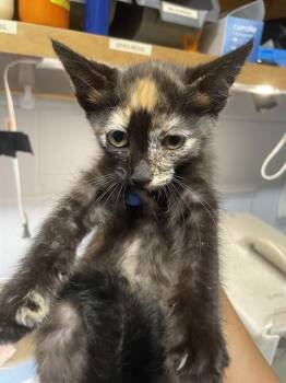 TOMATO -  Domestic Short Hair Cat for Adoption in Tallahassee, Florida - TOMATO | PetCurious