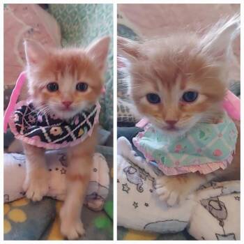Pumpkin Juice -  Domestic Short Hair Cat for Adoption in Millcreek, Utah - Pumpkin Juice | PetCurious