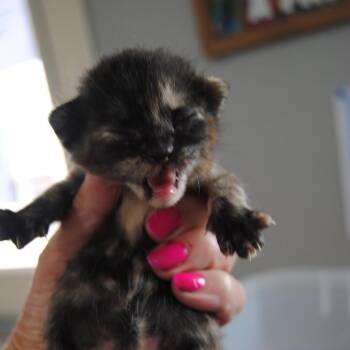 Domestic Short Hair Cats Available for Adoption in Leander, Texas - Chestnut | PetCurious