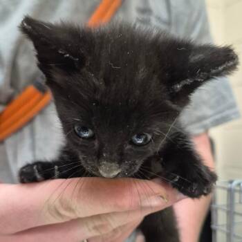 Midnight -  Domestic Short Hair Cat for Adoption in Lake Panasoffkee, Florida - Midnight | PetCurious