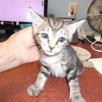 Melinda -  Domestic Short Hair Cat for Adoption in Milton, Florida - Melinda | PetCurious
