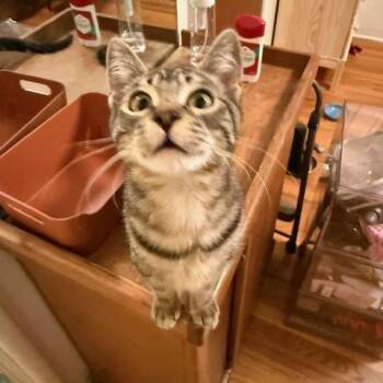 Domestic Short Hair Cats Available for Adoption - Hexa | PetCurious