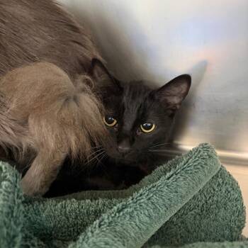 Domestic Short Hair Cats Available for Adoption in Council Bluffs, Iowa - Zorua | PetCurious