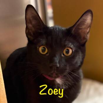 Rescue Bombay Cats for Adoption in Phoenix, Arizona - Zoey (call 602-692-1499 To Meet Zoey) | PetCurious