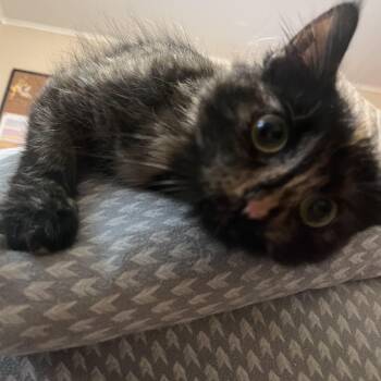 Sarah -  Domestic Medium Hair Cat for Adoption in New Berlin, Wisconsin - Sarah | PetCurious