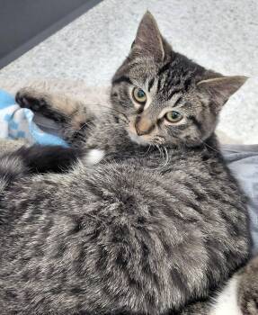 Domestic Short Hair and Tabby Cats Available for Adoption - Miranda | PetCurious