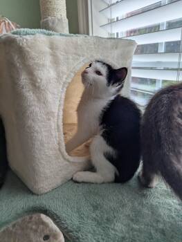 Domestic Short Hair Cats Available for Adoption in Oswego, South Carolina - Alley (Cat) | PetCurious