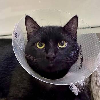 Domestic Short Hair Cats Available for Adoption in Walnut Creek, California - Biggie Smalls | PetCurious