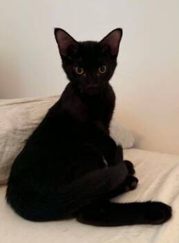 Balsamic Glaze -  Domestic Short Hair Cat for Adoption in Battle Creek, Michigan - Balsamic Glaze | PetCurious