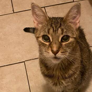 Domestic Short Hair Cats Available for Adoption in Philadelphia, Pennsylvania - Sparkle | PetCurious