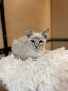 Siamese Cats Available for Adoption in Scottsdale, Arizona - Hopscotch | PetCurious