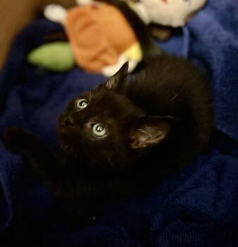 Rescue Domestic Long Hair and Tabby Cats for Adoption in Greensboro, North Carolina - Mercedes | PetCurious