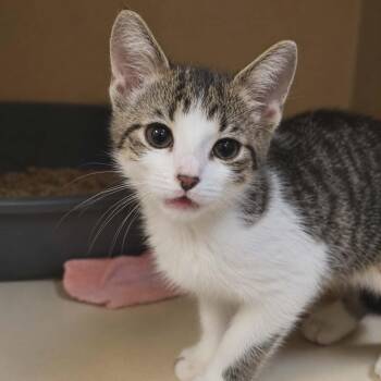 Bill -  Domestic Short Hair Cat for Adoption in Elyria, Ohio - Bill | PetCurious
