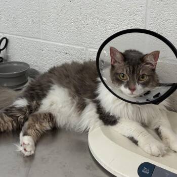 Gracie -  Domestic Short Hair Cat for Adoption in Edinburg, Texas - Gracie | PetCurious