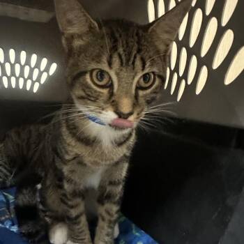 Jake -  Domestic Short Hair Cat for Adoption in Lakeland, Florida - Jake | PetCurious