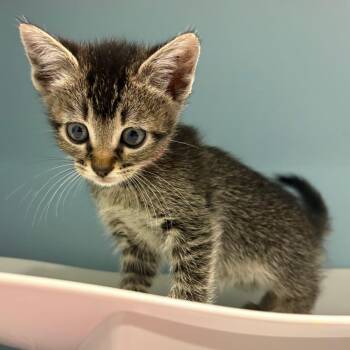 Steak Gorgonzola -  Domestic Short Hair Cat for Adoption in Chattanooga, Tennessee - Steak Gorgonzola | PetCurious