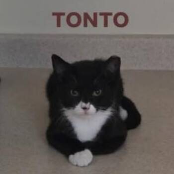 Tonto -  American Shorthair Cat for Adoption in Oceanside, New York - Tonto | PetCurious